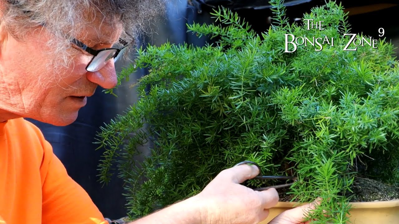 My Asparagus Fern Bonsai, The Bonsai Zone, Sept 2022