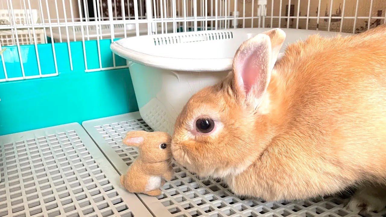 なっちゃん初めましてのご挨拶　おっとりぽっちゃり、なでられるのが大好きな子です【日記1】