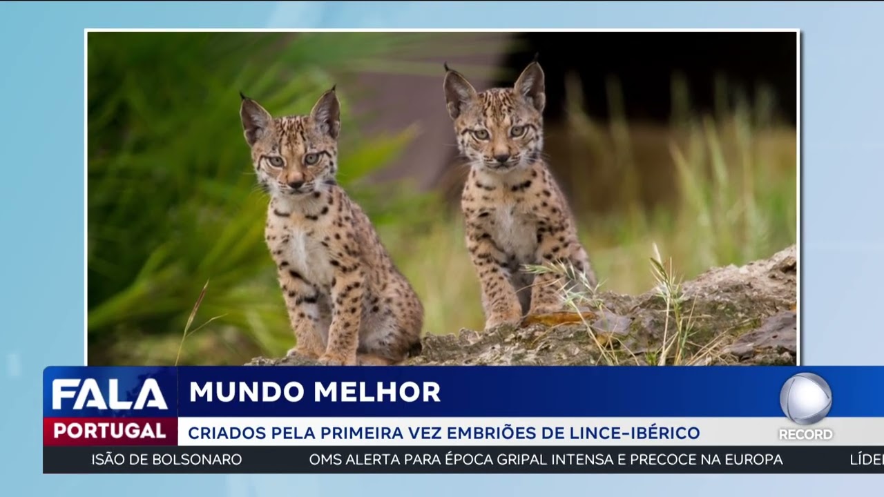 Mundo Melhor: Criados pela primeira vez embriões de lince-ibérico