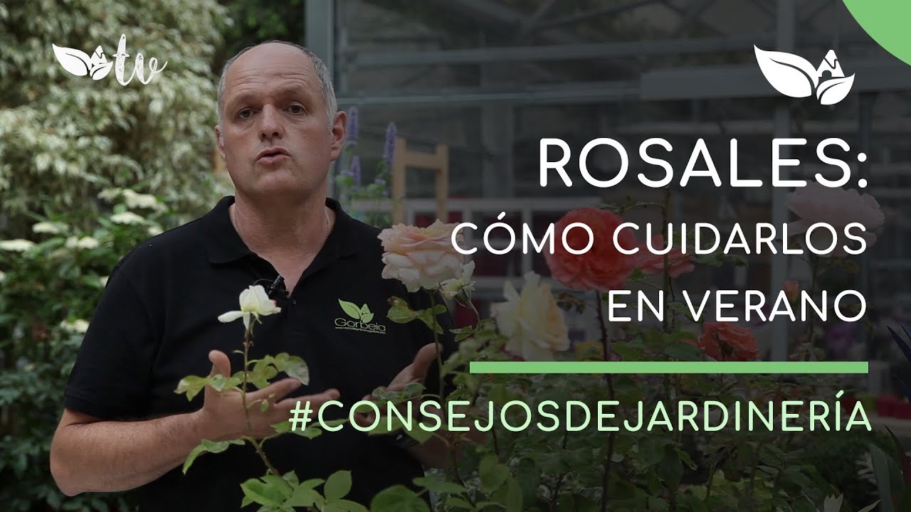 Rosales: Cómo cuidarlos en verano