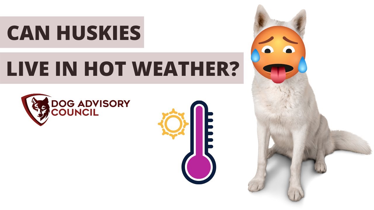 Can Huskies Live in Hot Weather Dangerous Temperatures
