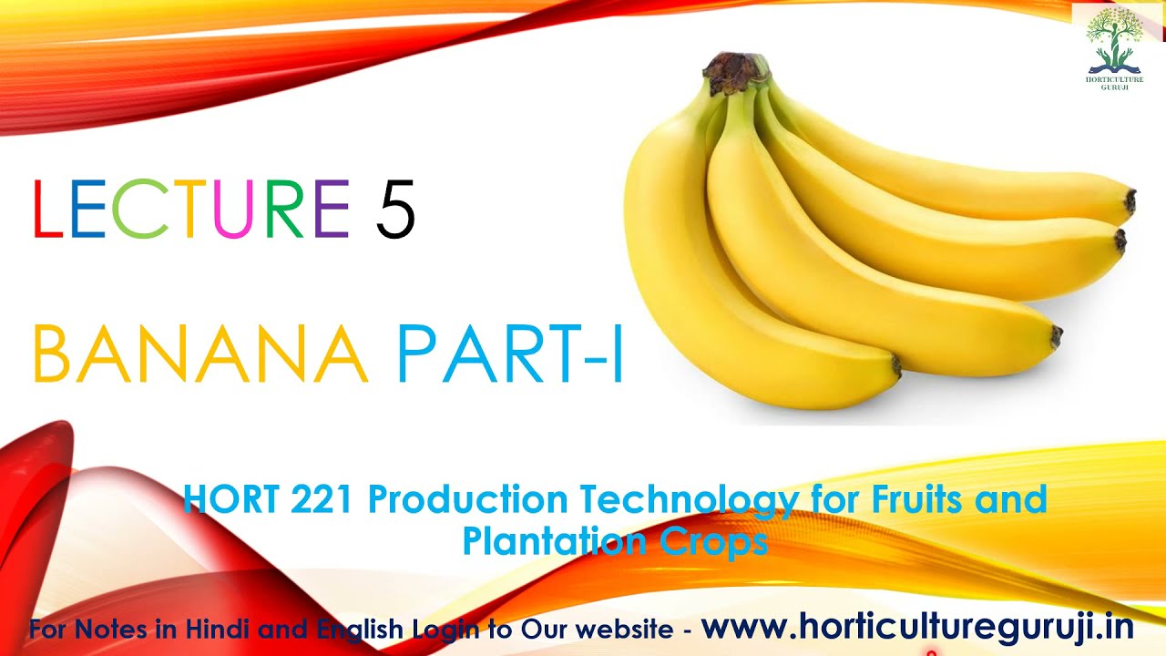 #hort211 HORT221 | Lecture 5 Banana Part 1 | केला भाग 1
