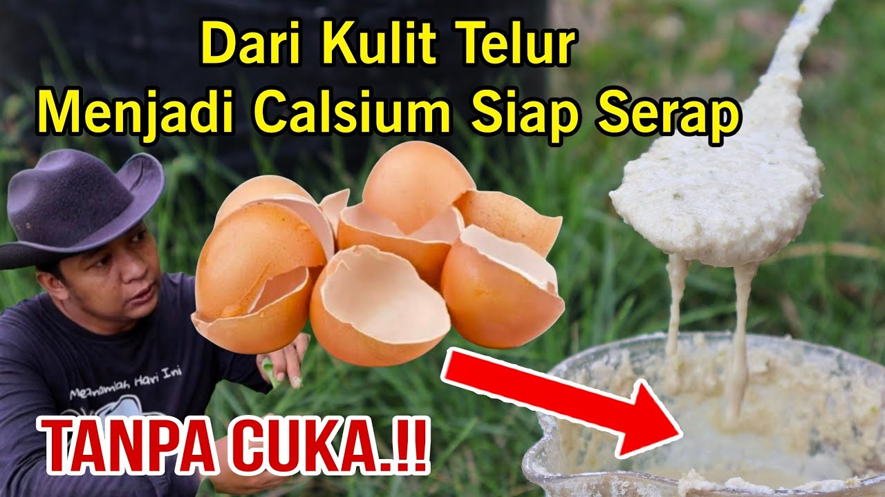 PUPUK KALSIUM SETARA PABRIKAN DARI KULIT TELUR