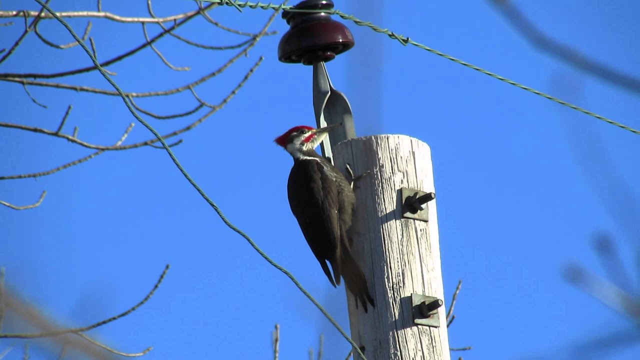 Pileated Woodpecker drumming (and calling)