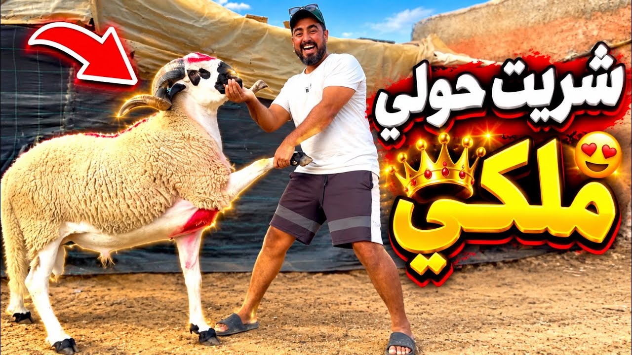 شريت حولي ملكي 😍&hellip; التمن ديالو🤔