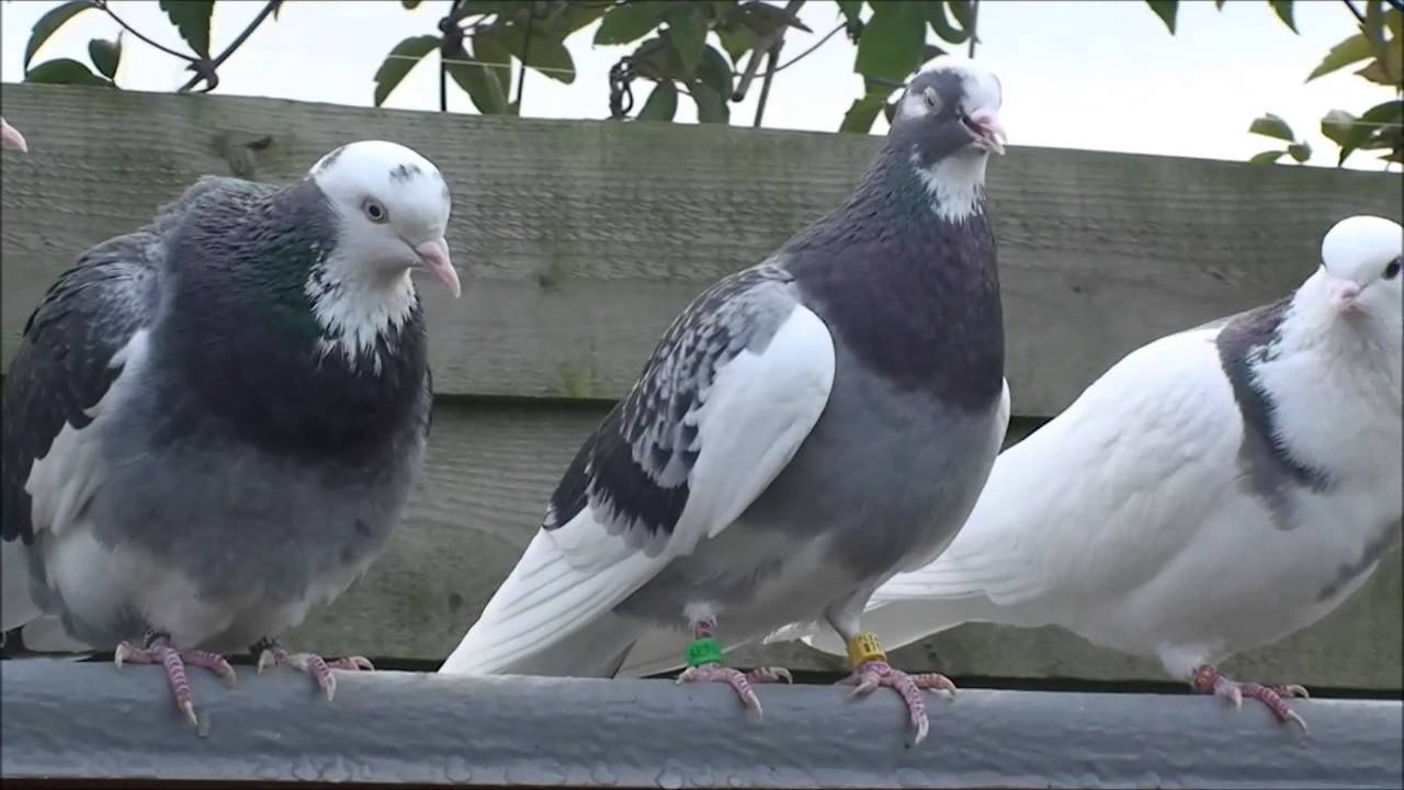november 2015 roller pigeon update.