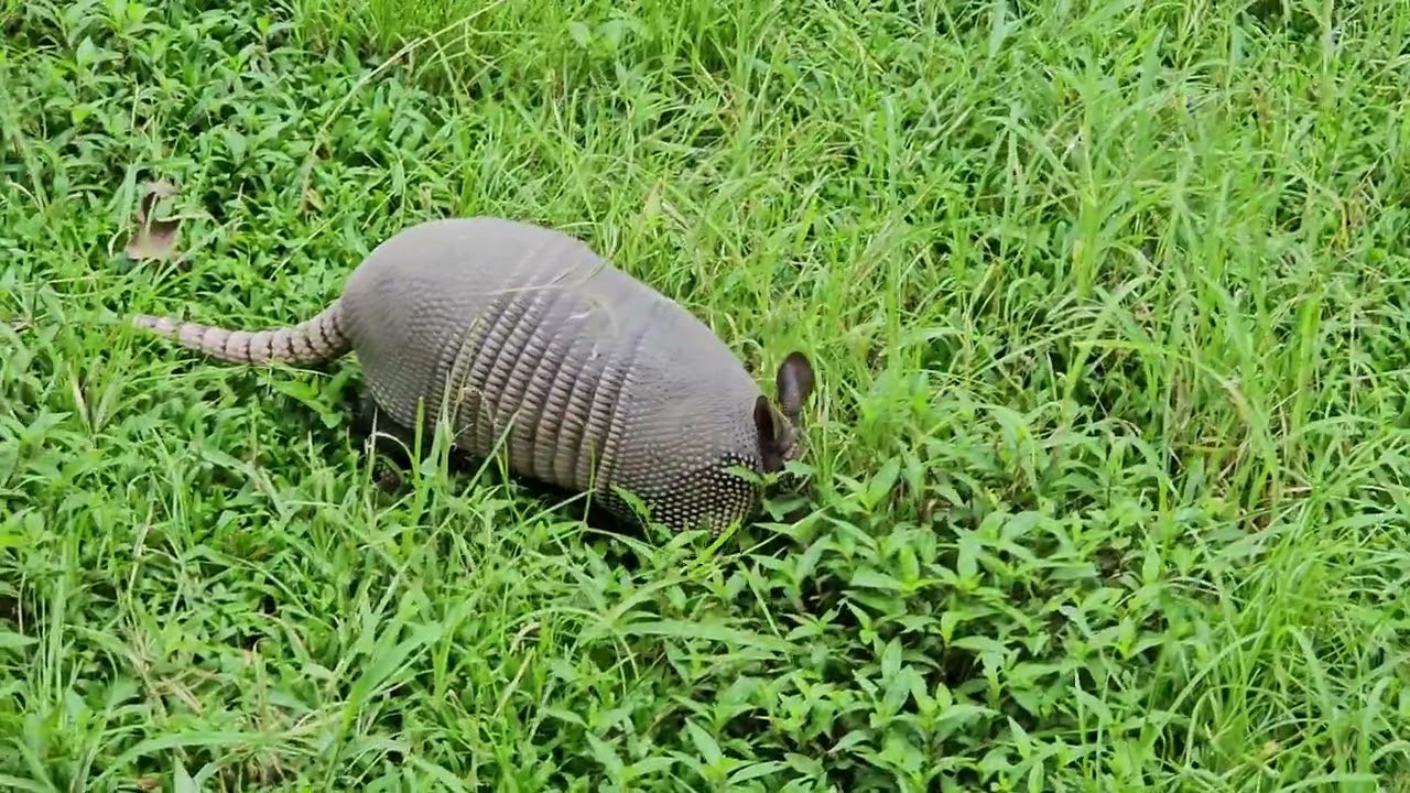 A wild Armadillo appears!!! 🫨