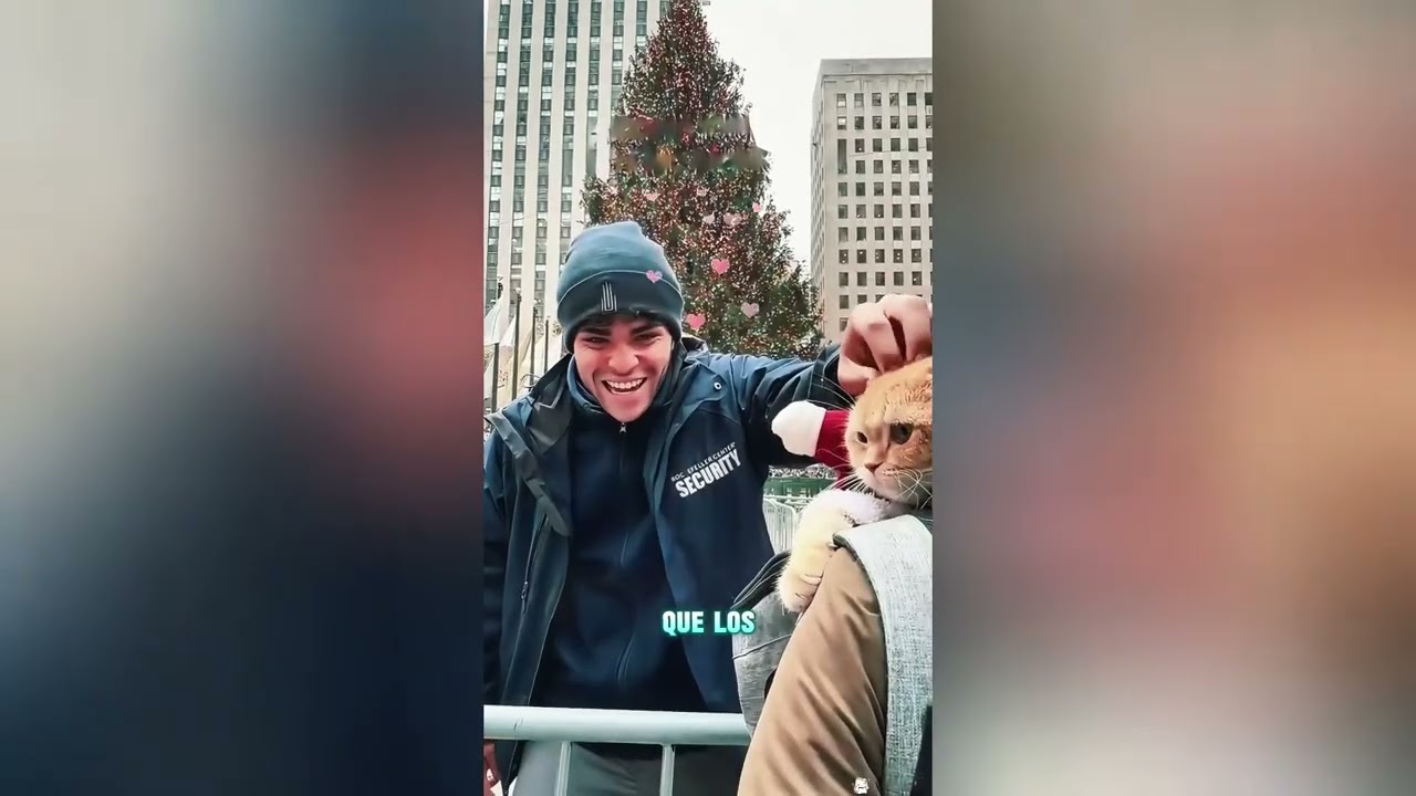 Este gato acosado quiere ser el Rey León#funnyshorts #pets #cute #love 