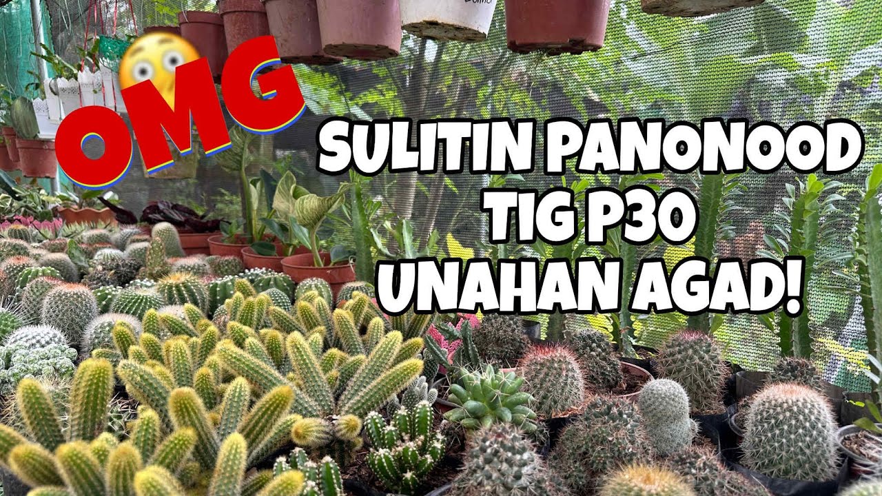 SWERTE MAUNA DAMI TIG P30! #ANALYNSGARDEN @PlantFairy #GARDEN #PLANTLOVERS #VLOG #gardening 