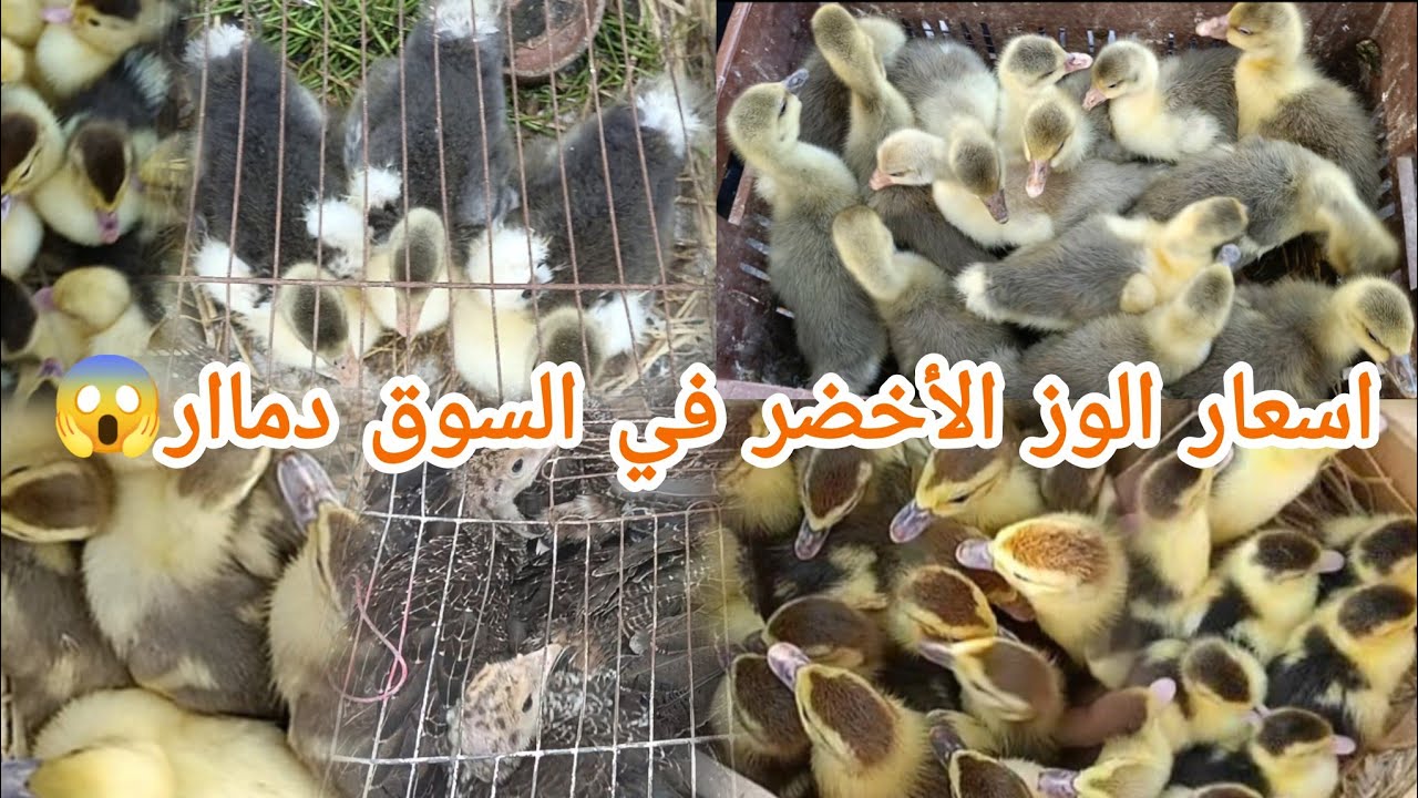 اسعار الوز الاخضر😱💥دمار شامل🔥#جوله في السوق بالاسعار🎉اسعار جميع انواع الطيور⁉️اسعار بط و فراخ و رومي