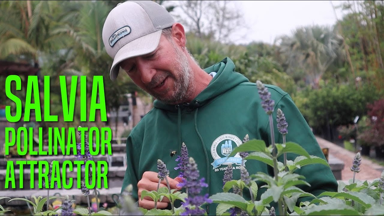 Salvia, Flowering Herb Pollinator Attractor