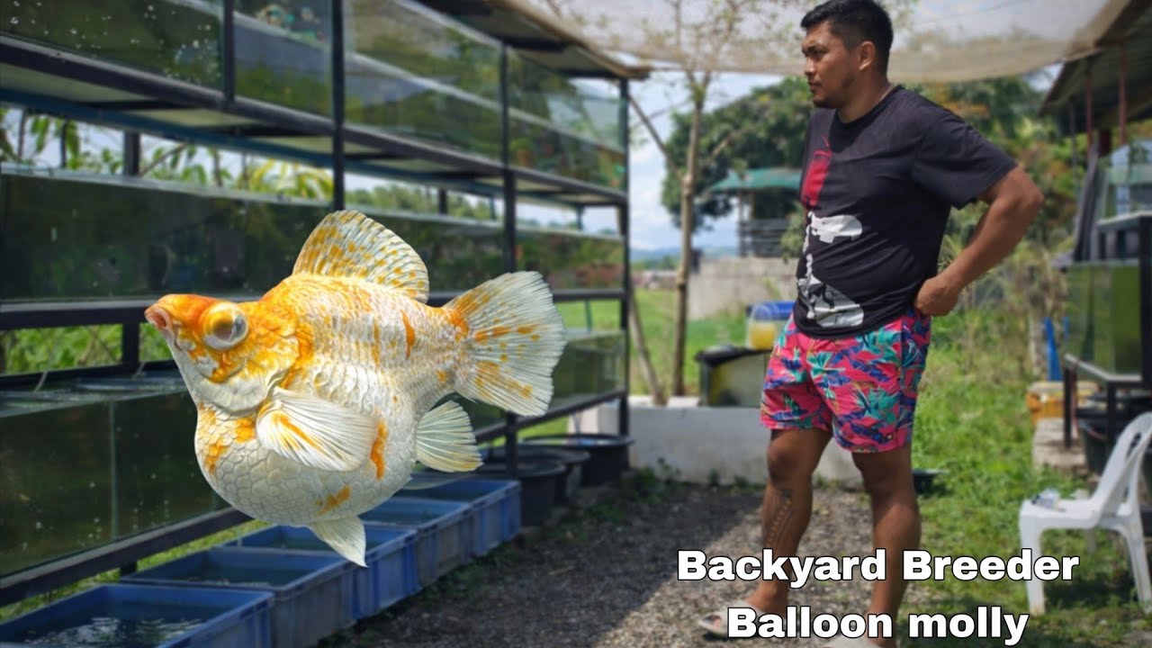 Beautiful Balloon Molly set up / for begginners how to take care balloon molly