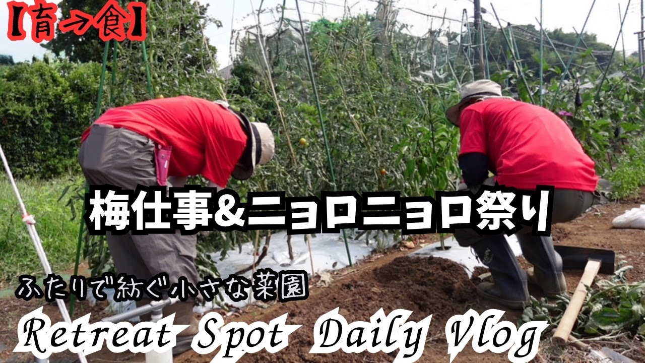 【50代週1家庭菜園vlog】梅干し＆梅酢塩/ニョロニョロ祭開催中🐛/収穫野菜の常備菜
