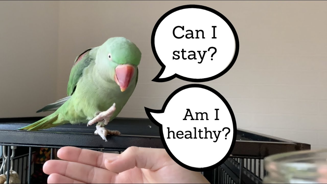 Can We Finally Introduce Her To The Flock?! || Bringing a Parrot Home Part 2