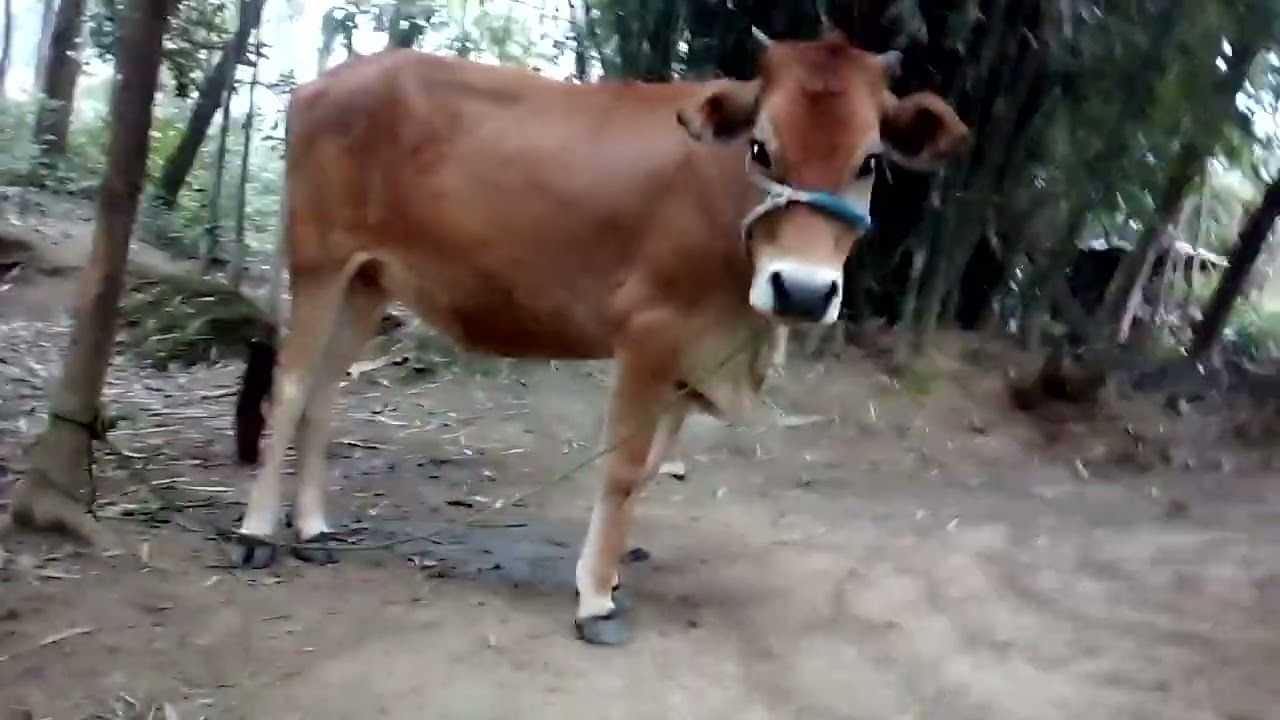 high milking cow hifar
