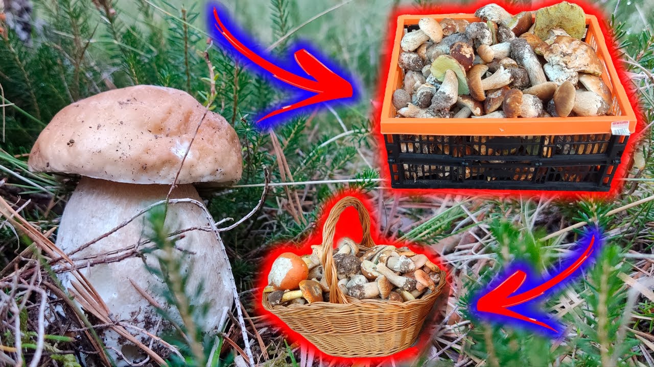🍄&iexcl;&iexcl;BOLETUS EDULIS, BROTADA EPICA!! 🍄*(+18KG)*