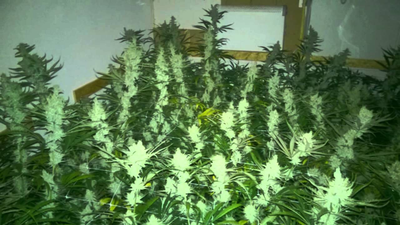 Limbo Growroom 6x600