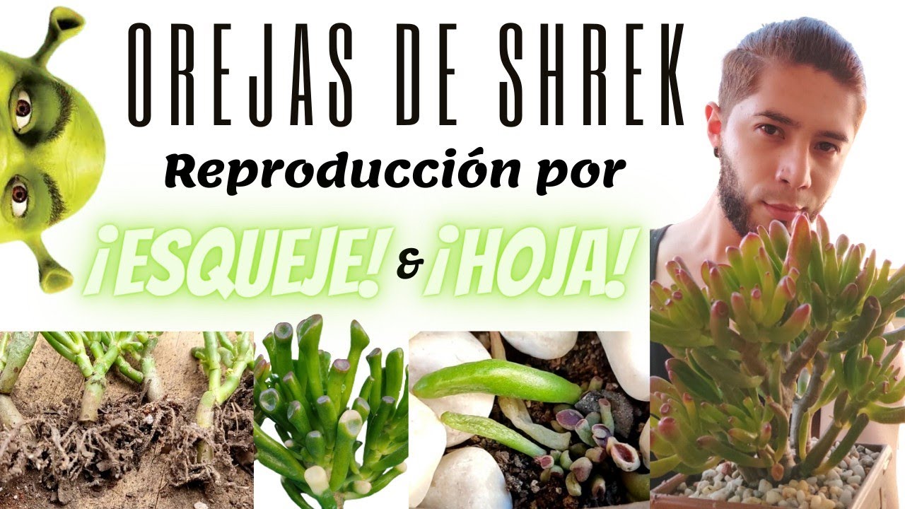 Suculenta Orejas de Shrek | Crassula Ovata Gollum | Reproducción por HOJA y ESQUEJE.