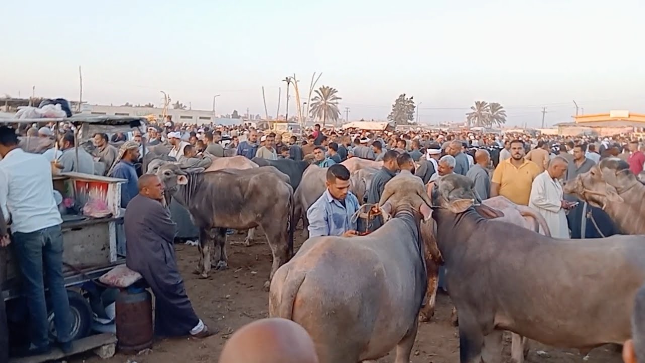 اسعار العجول الذكوره الجاموس اللحم في سوق دمنهور العمومي للمواشي