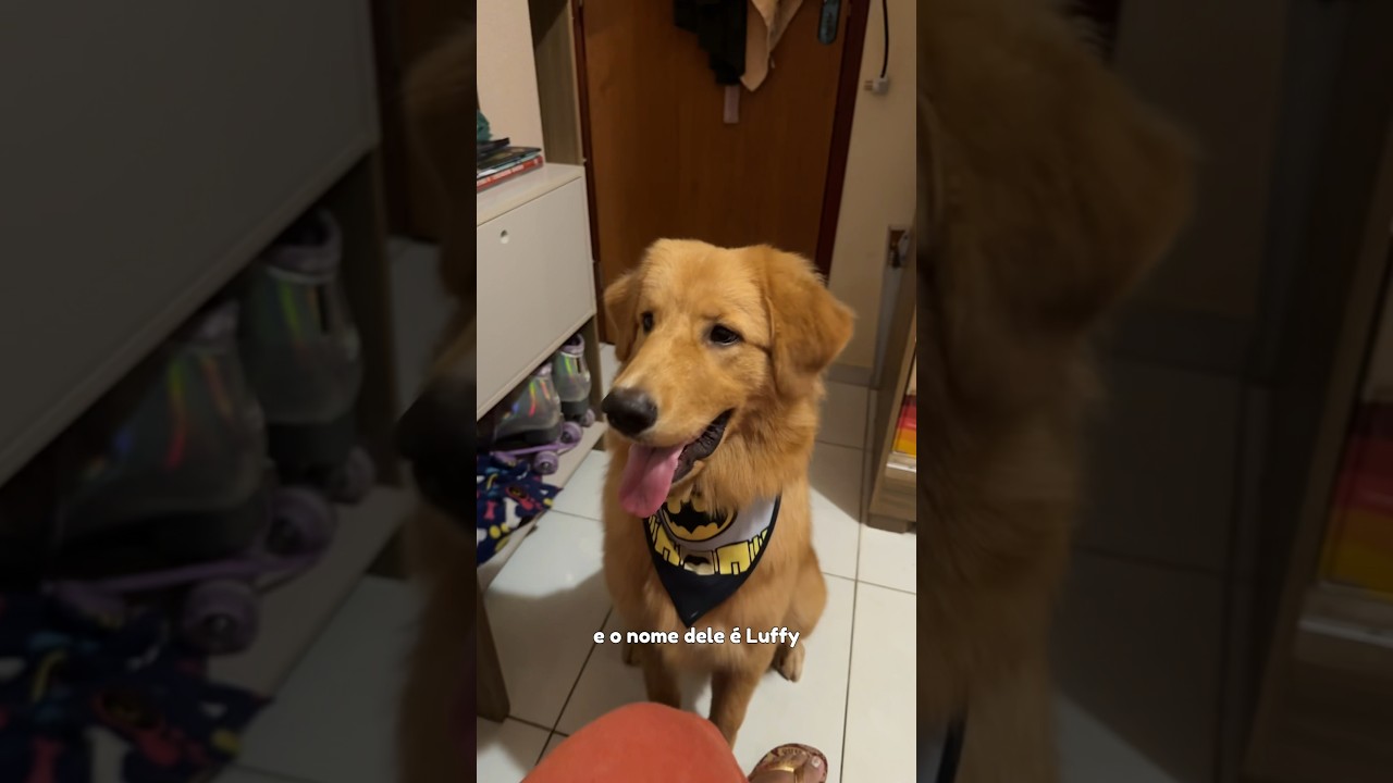 Adotamos um golden retriever 🐕🌟🐶
