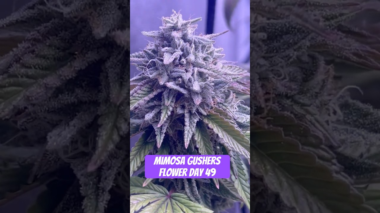 Mimosa Gushers Strain Flower Day 49 XXL LST Scrog  #420 #seedtoharvest #crazybud