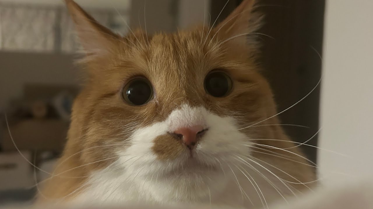 몽총고양이