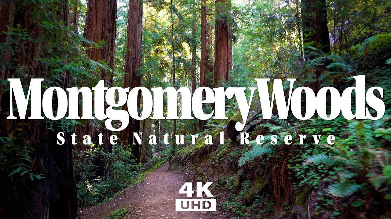 Montgomery Woods State Natural Reserve - Hike through Lofty & Stunning Redwood Giants