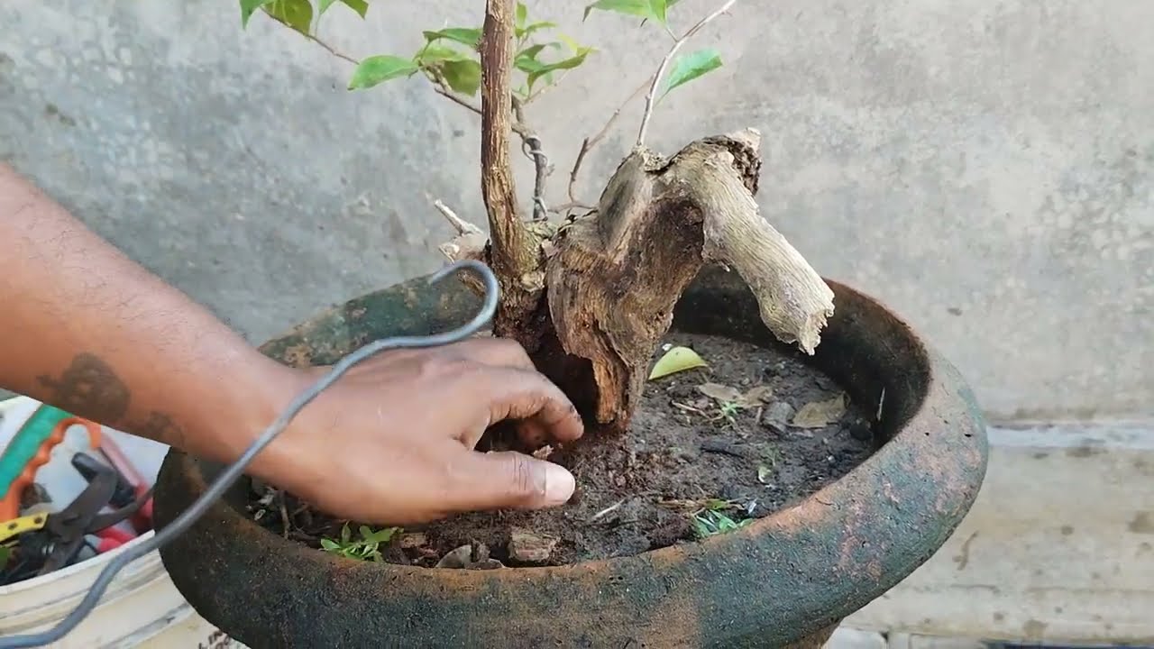 বর্ষার পরে বোগেনভিলিয়া বোন বনসাই পরিচর্যা।