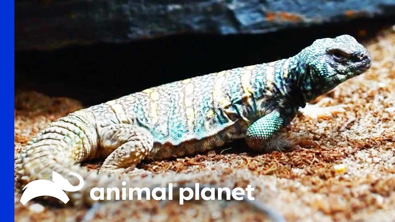 Dinosaur Themed Enclosure For Two Gorgeous Uromastyx Lizards | Scaled