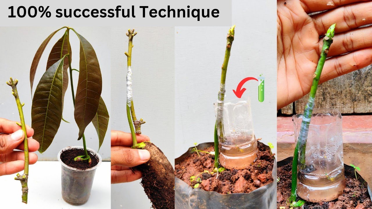 Mango stone grafting Unique technique 100% successful | #grafting