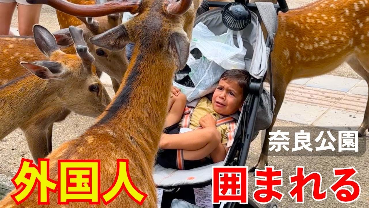 「ヒエ〜！」外国人観光客が日本の鹿と仲良くなる