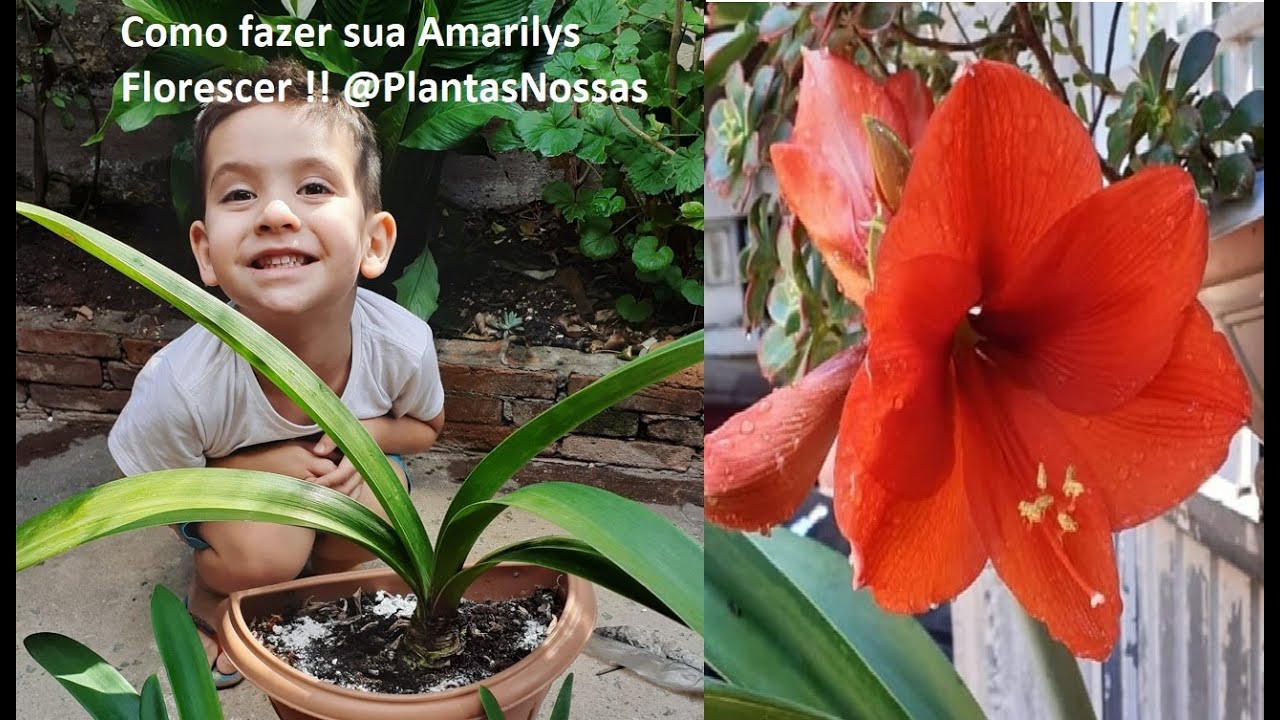Segredo para fazer a Amarilis florescer!! @NossasPlantas