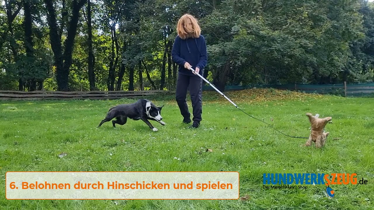 Training mit der Hetzangel/Reizangel