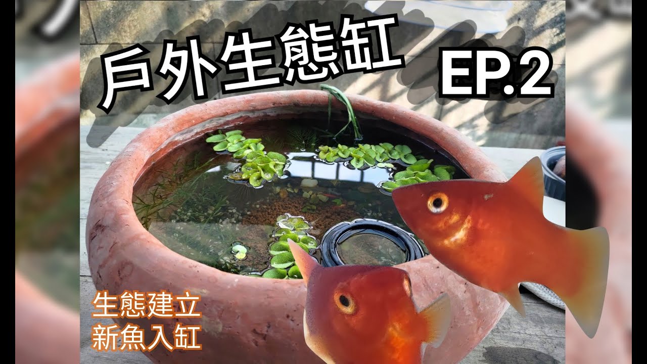 水族【戶外缸分享EP.2】生態建立?加入新成員!｜ Outdoor fishtank update