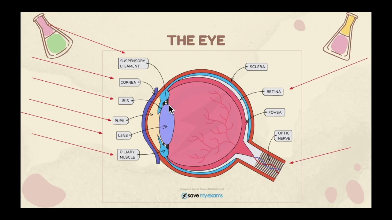 Coordination and Response IGCSE COORDINATED SCIENCE | B9.2 Sense organs (The Eye)  | PART 2