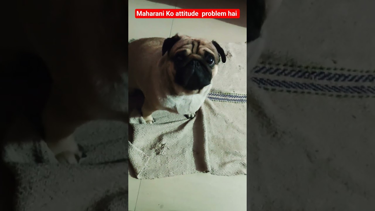 Моменты с мопсами, которые ощущаются как теплые объятия ❤️🥰 