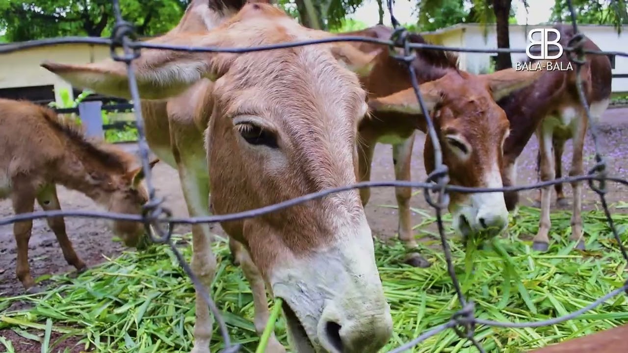 Bala-Bala in Zoolandia. Tourisme in Congo (Brazzaville)