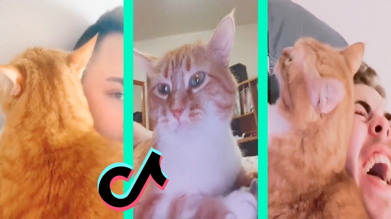 Cooter the talking kitty | Cooter the cat part 3