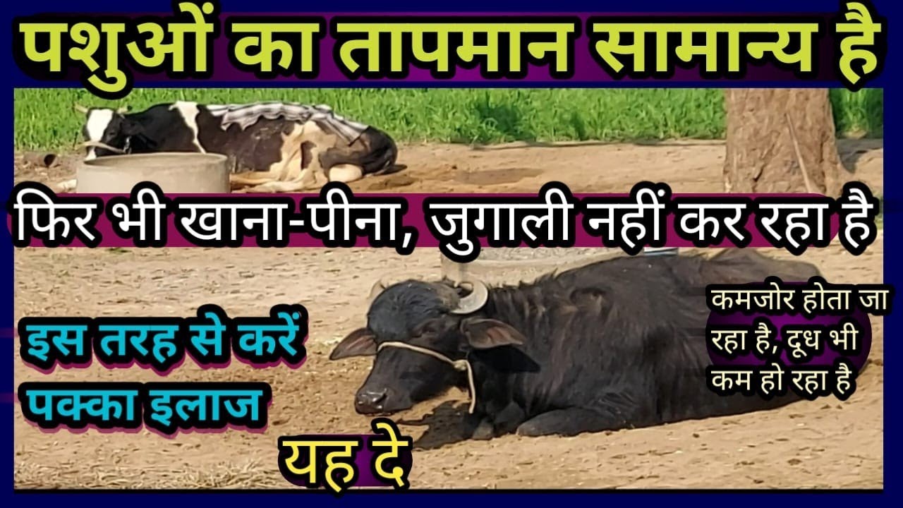 पशुओं का तापमान सामान्य है||फिर भी खाना-पीना जुगाली नहीं कर रहा है तो पक्का इलाज ऐसे करें