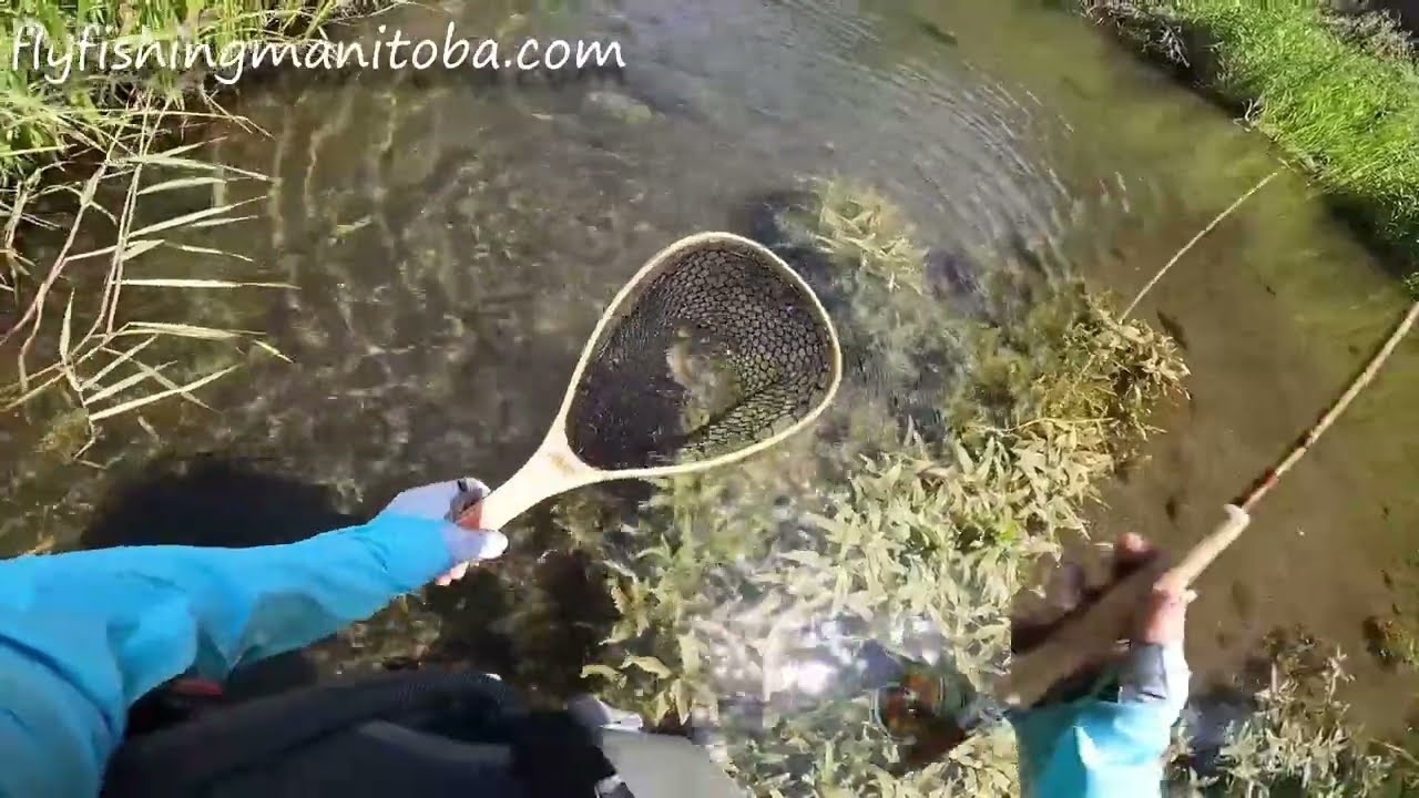 Secret Creek June 2025 - Zhusrod rod trial Run 3wt Bamboo - Fly Fishing Manitoba