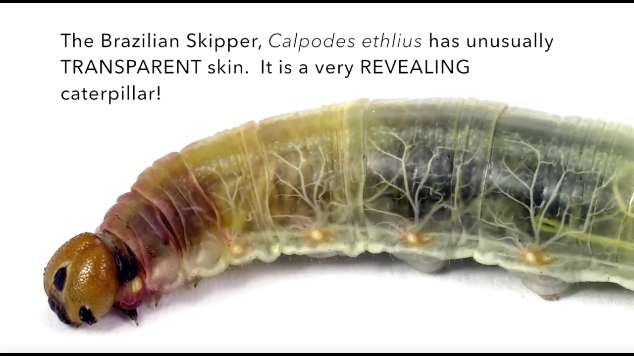 Take a look Inside a brazil skipper caterpillar