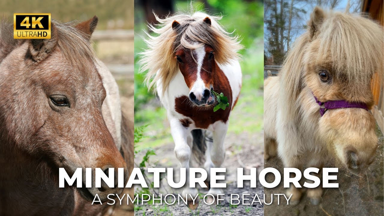 Miniature Horse | Equestrian Farm Breeding New York United States @WildHorseSecrets