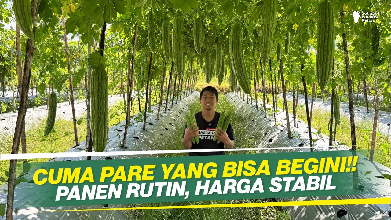 PANEN RUTIN, RISIKO MINIM ‼ INILAH 6 KEUNGGULAN BUDIDAYA PARE ‼