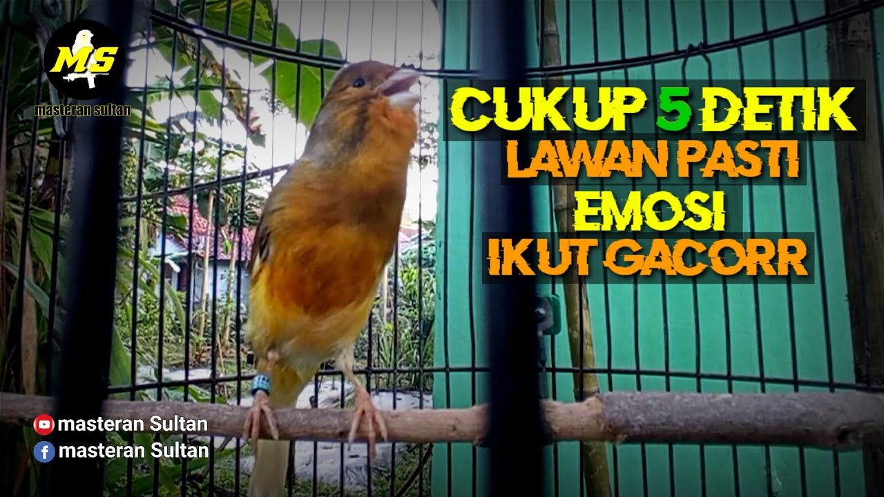 PANCINGAN KENARI BAHAN AGAR CEPAT GACORR #pancingankenaribetina #kicaumania #masteran 