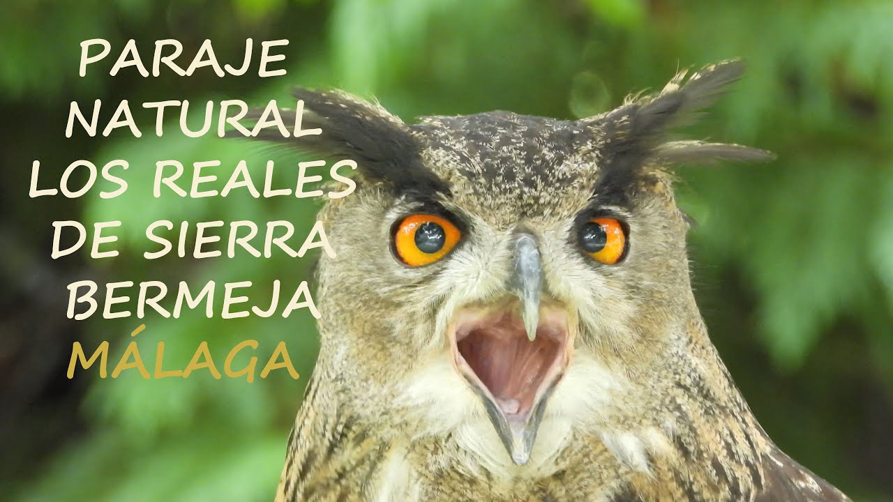 Wild Spain - Capítulo 66 - Paraje Natural Los Reales de Sierra Bermeja, Málaga.