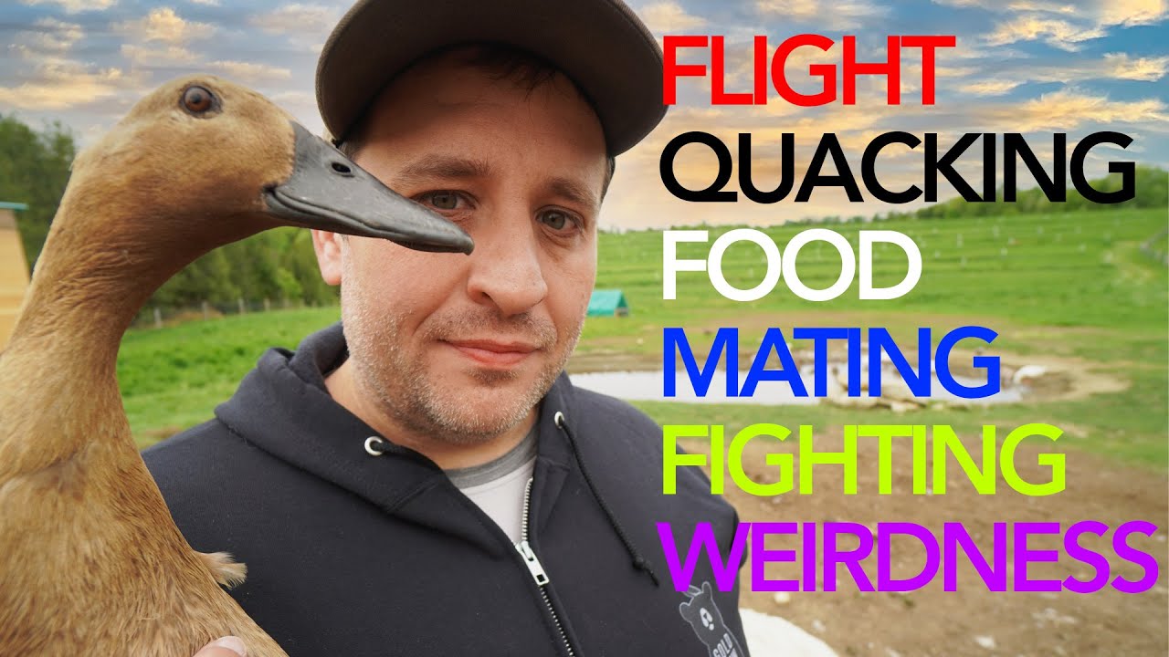 The Internet's Most Asked Duck Questions ANSWERED