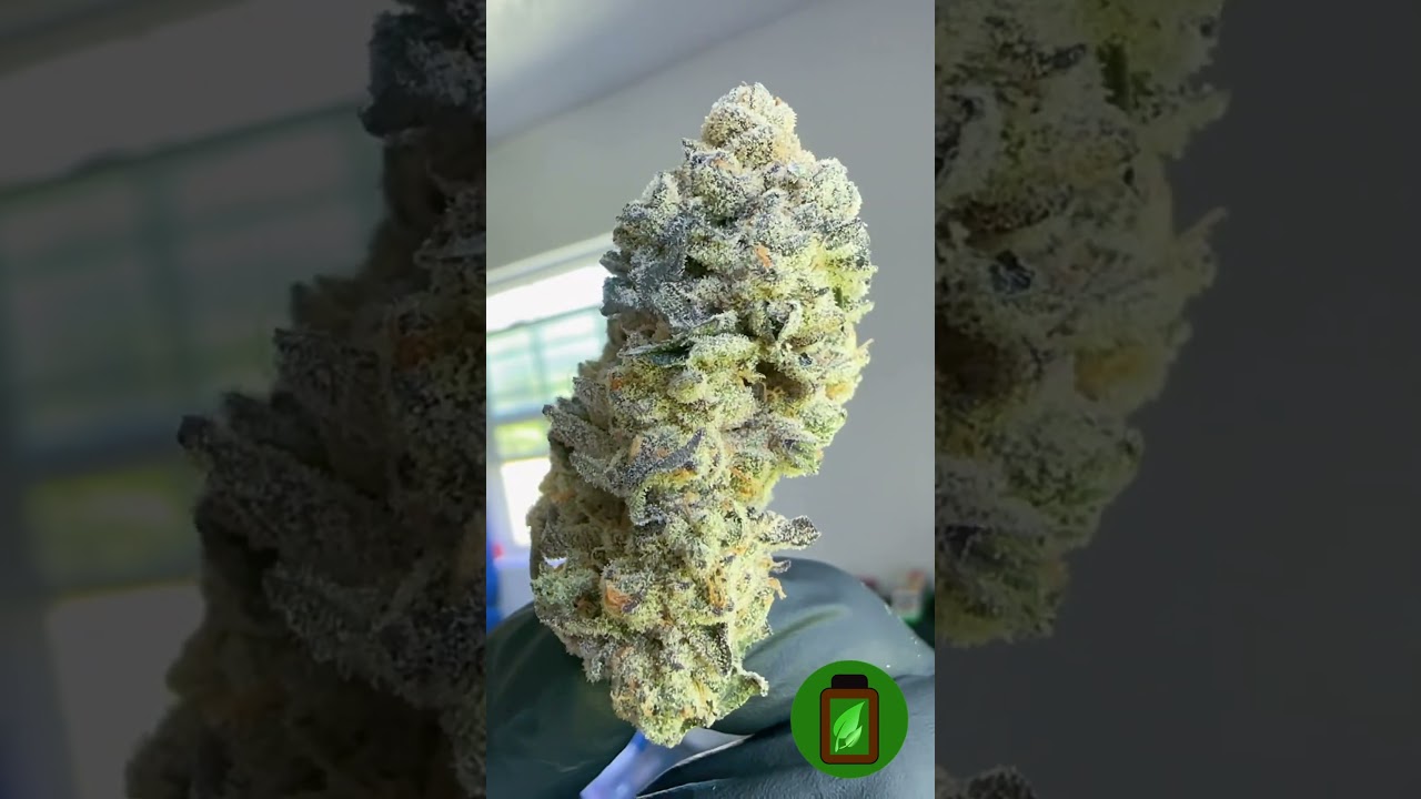{Cream 47} Masterfully grown by a home cultivator in Virginia Beach 🌱#GreenLusterPhenos