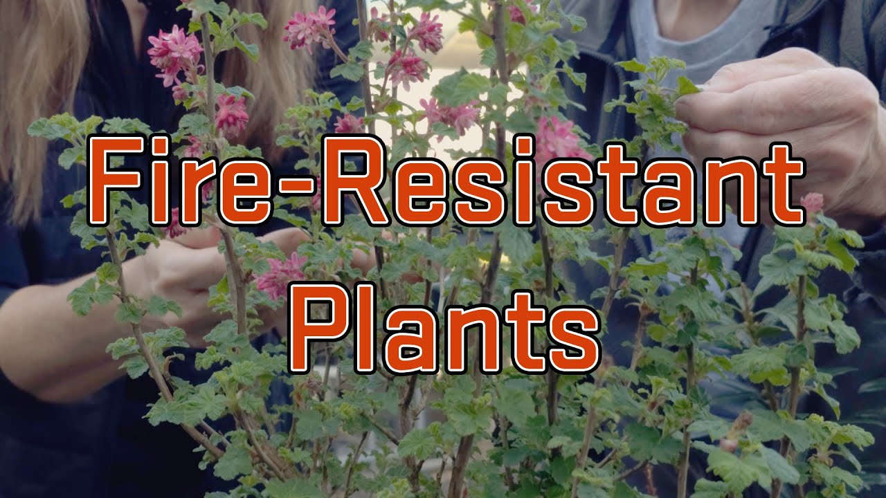 Fire-Resistant Plants for Home Landscapes