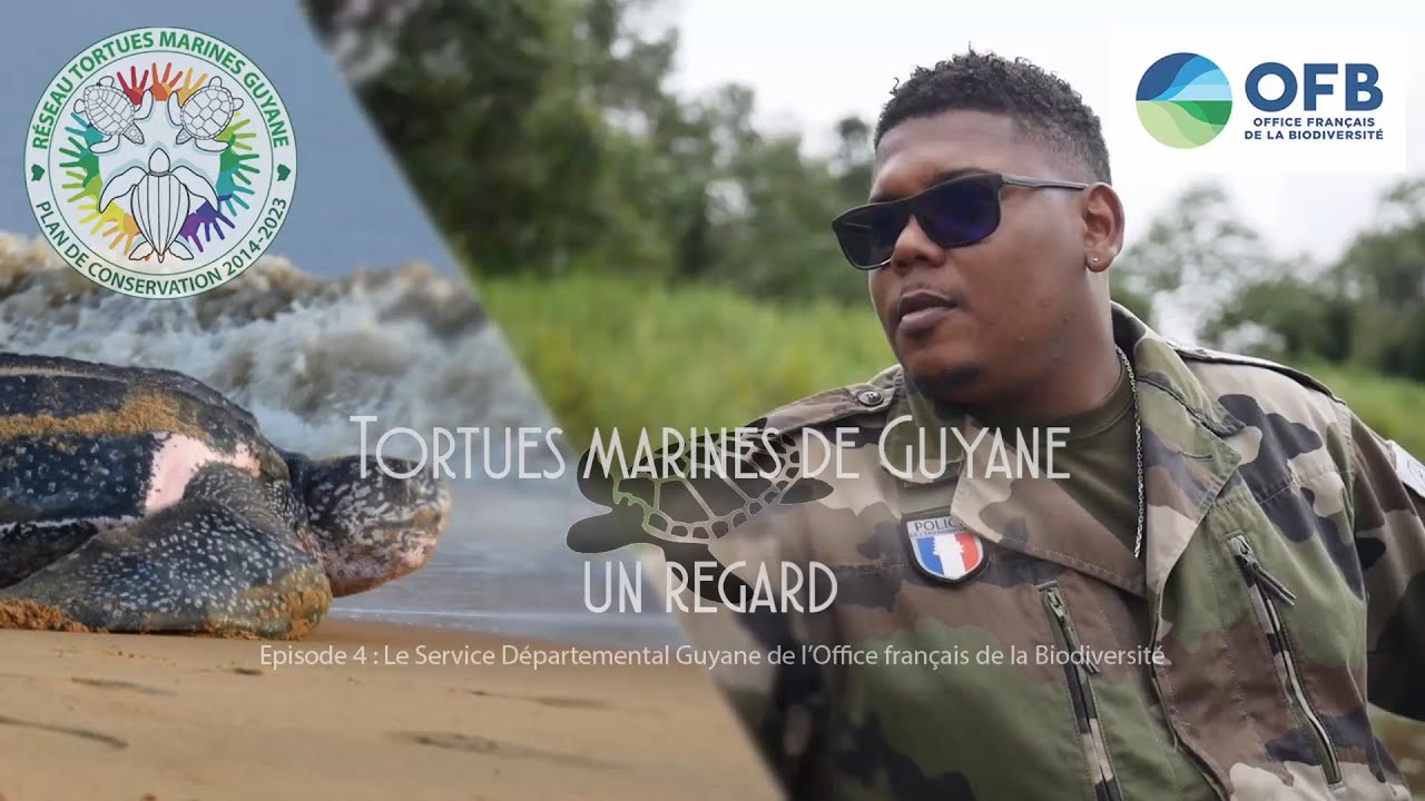 TORTUES MARINES DE GUYANE : UN REGARD - Episode 4 : Le Service Départemental Guyane de l'OFB
