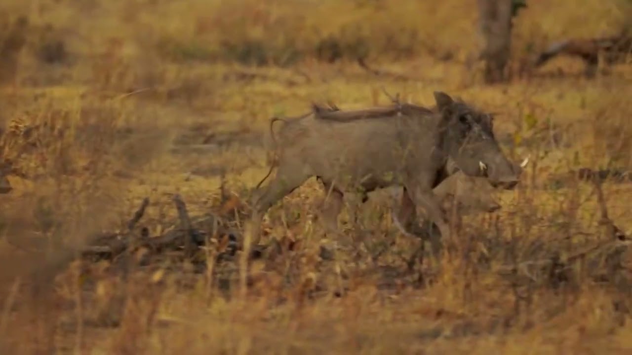 530 HA Waterberg